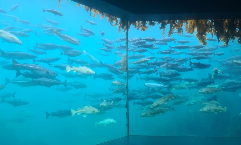 Alesund Aquarium