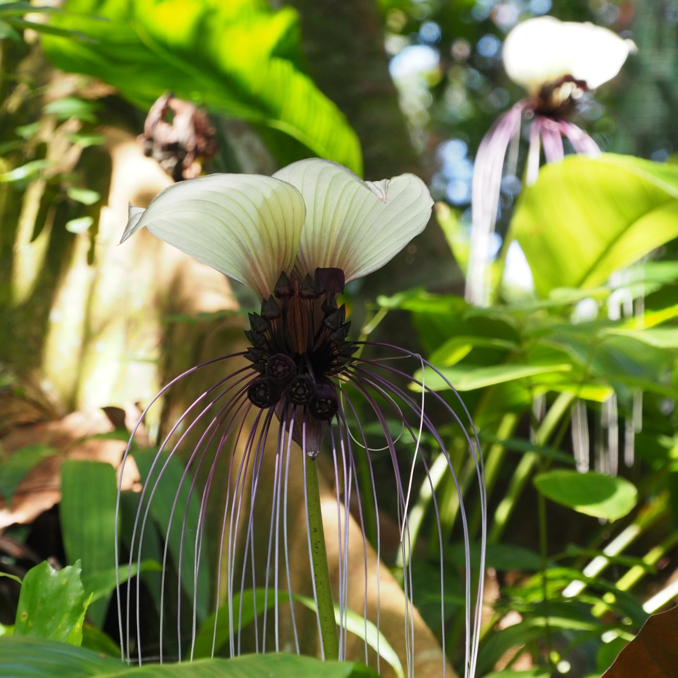 Tropical Spice Garden Flowers